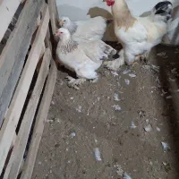 جوجه مرغ ویاندوت و برهما اصیل نژاد وارداتی|حیوانات مزرعه|بابلسر, |دیوار