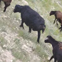 قوچ میش گوسفند