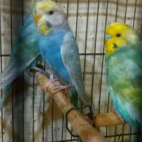 مرغ عشق رنگین کمانی|پرنده|تهران, امام حسین|دیوار