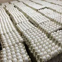 پخش عمده تخم مرغ|خوردنی و آشامیدنی|ارومیه, |دیوار