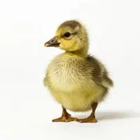 جوجه غاز و قوغاز