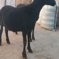 بره نر فروشی|حیوانات مزرعه|شاهین دژ, |دیوار