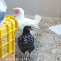 نیمچه مرغ