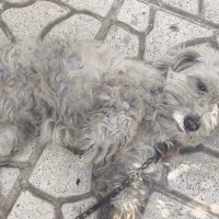 گم شده به یابنده مژدگانی خوب داده میشود