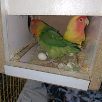 طوطی برزیلی|پرنده|شوش, |دیوار