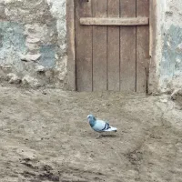 فروش کبوتر مسافتی