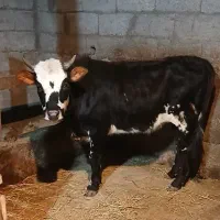 لیشه آماده تخم