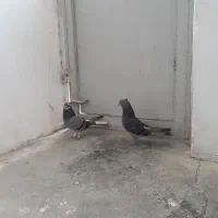 کبوتر|حیوانات|قم, انصارالحسین|دیوار