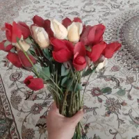 غنچه گل رز