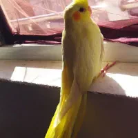 عروس هلندی لوتینو|پرنده|دهگلان, |دیوار