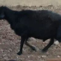 قوچ قره قزل|حیوانات مزرعه|قره پشتلو, |دیوار