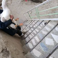 قو غاز خالماگور و لیندا