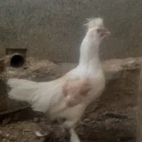 مرغ خروس سلطان