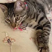 واگذاری یچه گربه ۵ ماهه