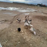 فروش بوقلمون|حیوانات مزرعه|شیراز, حومه شیراز|دیوار