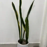 گل و گیاه طبیعی|گل و گیاه طبیعی|دزفول, |دیوار