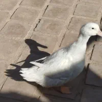 اردک|پرنده|کویرات, |دیوار