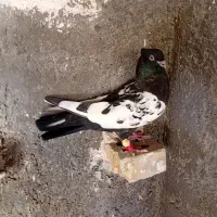 کبوتر‌رنگی