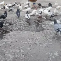 کبوتر