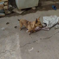 واگذاری سگ پاکوتا|سگ|تربت جام, جامرود|دیوار