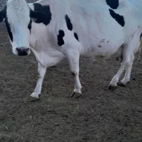 گاو شیری پرتولید ۵۰کیلو شیر