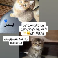 گربه