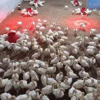 جوجه بوقلمون بیوتی ۶فوق سنگین ۳۵روزه درسقز زرین