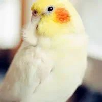 عروس هلندی نر آوازخوان لوتینو