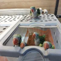 شاه طوطی|پرنده|کرج, فاز ۳ گوهردشت|دیوار