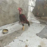 خوروس لاری اصل افغان|حیوانات مزرعه|تربتحیدریه, پیشکوه|دیوار