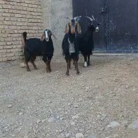 بز کولار کهره بره میش