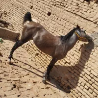 اسب مادیون ترک خالص|اسب و تجهیزات اسب‌سواری|شیراز, گویم|دیوار