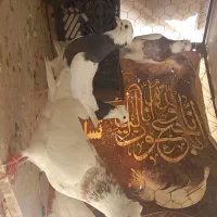 ۶ تا طوقی دونه ۳۰۰