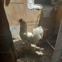 مرغ‌خروس‌گلین‌زیبا‌سفید