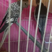 فروش یک جفت عروس هلندی|پرنده|گلبهار, شهر جدید گلبهار|دیوار