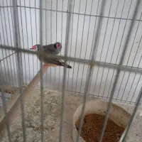 فنج نر و ماده لپ سیاه