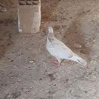 کود کبوتر تمیز بدون ناخالصی و ارزان