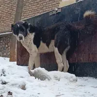 سگ قدرجونی نگهبان الابای روسی سرابی افغان ژرمن