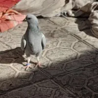 کفتر سبز کلاغ و نارپشت دم سیاه|پرنده|کرمان, |دیوار