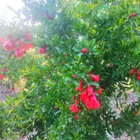اسکان رایگان جهت شهروندان تهرانی