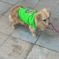 حیوان خوانگی ۸میلیون