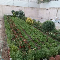 خدمات باغبانی در سراسر تهران گل باغچه و آپارتمانی