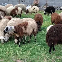 میش و بره