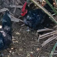 مرغ رسمی تخمگزار