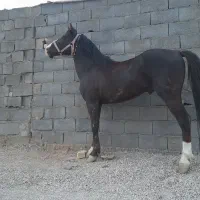 خرید و فروش اسب پالونی