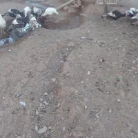 فروشی|حیوانات مزرعه|قیدار, |دیوار