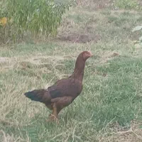 مرغ. لاری اصیل|حیوانات مزرعه|مرند, |دیوار