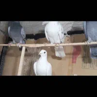 کبوتر پرشی|پرنده|درگز, |دیوار