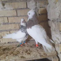 جفت طوقی یک|پرنده|رامشیر, |دیوار