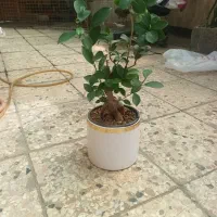 بنسای جنسینگ و فیکوس لیراتا